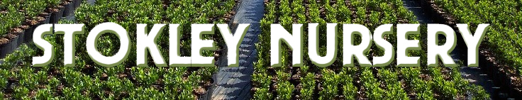 Stokley Nursery