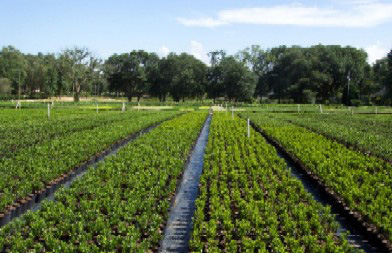 Stokley Nursery